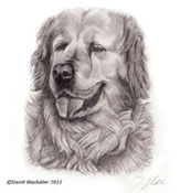 Pencil portrait of Beauty the Dog by David Blackaller